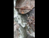 Group throwing huge rocks off bridge