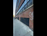 Racoon frozen scared on wall railings