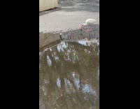 White stork bird frog in mouth puddle 