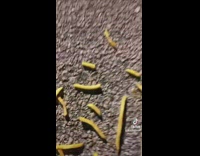 Guy spills fries on ground with words 