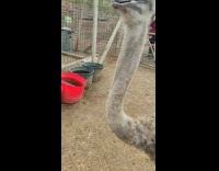 Ostrich Pecks Man on Foot then his Camera