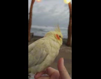 Collab DailyDoseOfInternet - Yellow bird sits finger beach paper lanterns