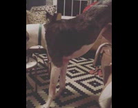 black dog eating food out of side table with feet on sofa 