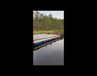Gray dog paddles paw in lake water 