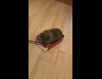 Cat in Box Gets Strolled Around House