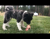 Collab Pets For All - akita black and white dog eating raw meet on grass