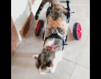 Grey brown cat red bow wheelchair meows 