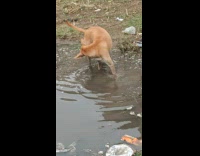 Dog Cautiously Stomps on Reflection in Muddy Water