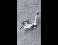 Seagull loud cry fail to steal bread