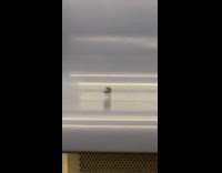 black worm moving on train seat