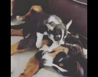 Australian Shepherd Puppy Play Fights With Adult Dog
