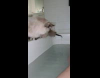 Collab BitchMP - Cat wets tail in bathtub water