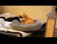 Cats cuddling and cleaning each other