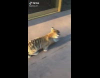 Collab BitchMP - Walk with tiger baby zoo keeper