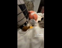 ClipsIG - Male Teenager Beats Up Girlfriends Stuffed Toys