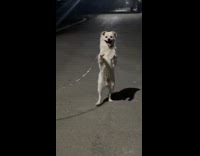 White dog standing walking on the street