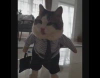 Cat wears businessman suit costume with briefcase 