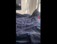 Woman disturbs dog sleeping on bed edge