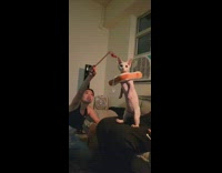 Hairless cat wears bread around its neck