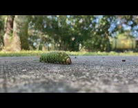 Green hairy caterpillar crawl on the ground