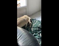 2 pugs wrestle on blanket 