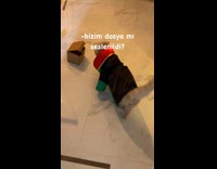 Cat dressed as lawyer tries remove coat