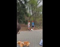 Two guys and dog wear Reba wigs