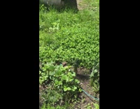 Lizard chills out in the middle of a grass field
