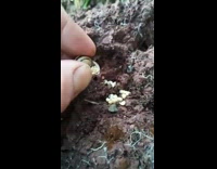 Guy finds small shells inside snail shell 
