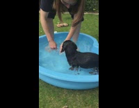 Woman doggy paddles with her Weiner dog in blue pool