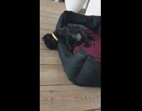 Black pug sleeps with head off bed