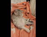 Kitten sit on blanket and lick chest