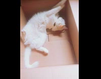 White cat rolls around in box