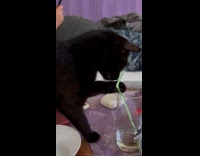 Black cat drinks from glass using straw