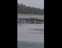 Four women in bikini run towards the beach ocean