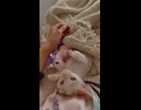 Tiny Kitten Lays in Blanket Next to Unicorn 