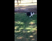 Dog with zoomies run around bite stick