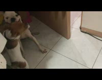 Puppy and bulldog play with each other