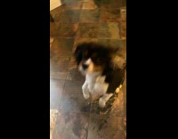 Dog excited to get fed 