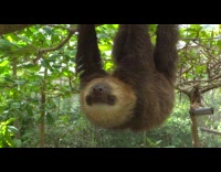 Sloth hang upside down on branch wink