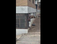 Hawk Hangs and Leans Away from Window