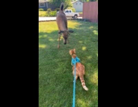 Deer visited cat on backyard 