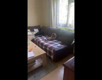 Cat sits on couch licks its body