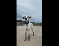 Dog stands wind blows floppy ears