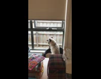 Cat tries to escape with dinosaur toy 