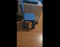 Pet cat run and jumps onto the keyboard by fell down