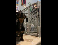 Collab Clips MPUGC - Woman accidentally commands her dog speak 