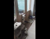 Pet cat chases laser and the hangs on the door