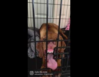 Dog acts crazy, bites cage and plays around