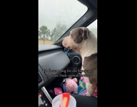 Woman fostering dog before hurricane 